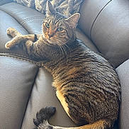 Malcolm is registered to the contest to win money with this photo: cat, tabby_cat, pet, animal, fur, whiskers, tail, couch, leather, indoor, relaxed, feline, striped, domestic_animal, resting, cozy, blanket, home, looking_at_camera, comfortable