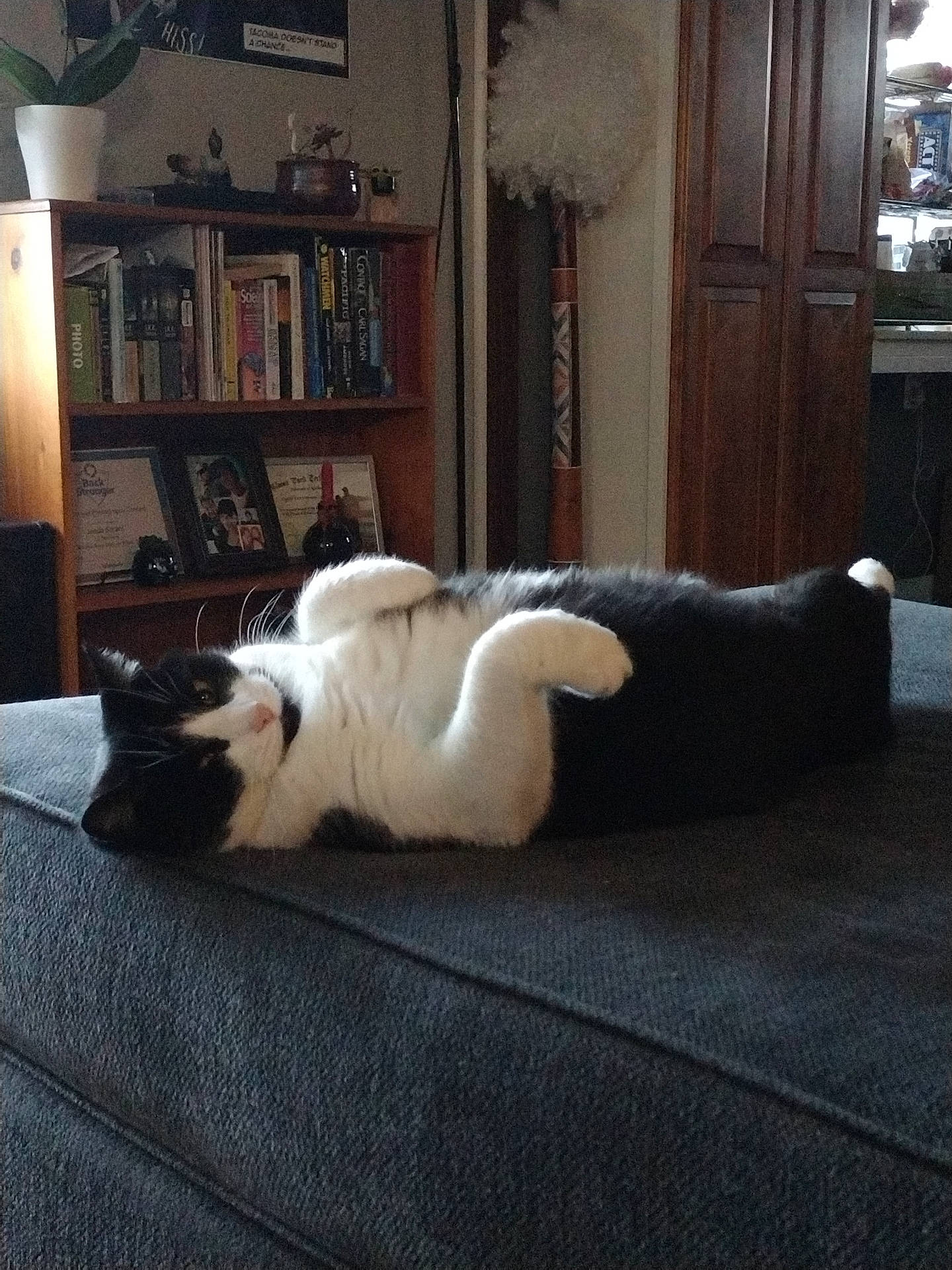 animal, architecture, bookcase, building, cat, chair, closet, couch, furniture, hardwood, indoors, interiordesign, livingroom, manx, person, pet, room, shelf, table, wood