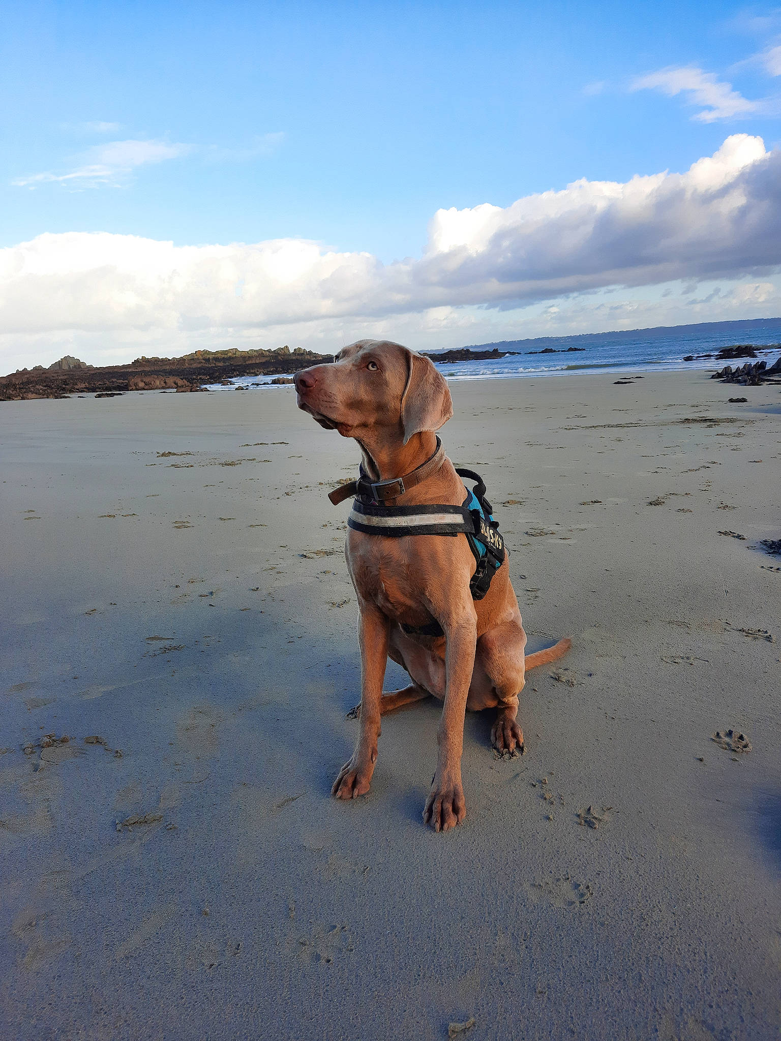 Madison a rejoint le concours — aidez-le/la à gagner de superbes lots ! beach, canidae, carnivore, cloud, collar, companion_dog, dog, dog_breed, fawn, fun, horizon, landscape, ocean, sand, sky, sporting_group, water, wave, wind_wave, working_animal