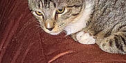 Whispers joined the competition — help win amazing prizes! animal, brown, cat, closeup, companion, cute, domestic, ears, eyes, feline, fur, indoor, mammal, paw, pet, relaxed, resting, tabby, texture, whiskers