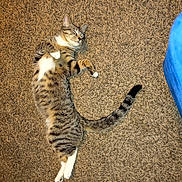 Whispers is registered to the contest to win money with this photo: animal, carpet, cat, cozy, cute, domestic, feline, fur, indoor, lying_down, peaceful, pet, relaxed, resting, sleeping, striped, tabby, tail, whiskers, white_paws