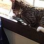 Whispers is registered to the contest to win money with this photo: animal, cat, closeup, daylight, ears, feline, grooming, indoor, nose, paw, pet, resting, shadow, striped, sunlight, tabby, tongue, whiskers, window, windowsill