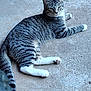 Whispers joined the competition — help win amazing prizes! animal, cat, concrete, curious, daylight, ears, feline, ground, lying_down, mammal, nature, outdoor, paws, pet, relaxed, striped, tabby, tail, whiskers, white_paws