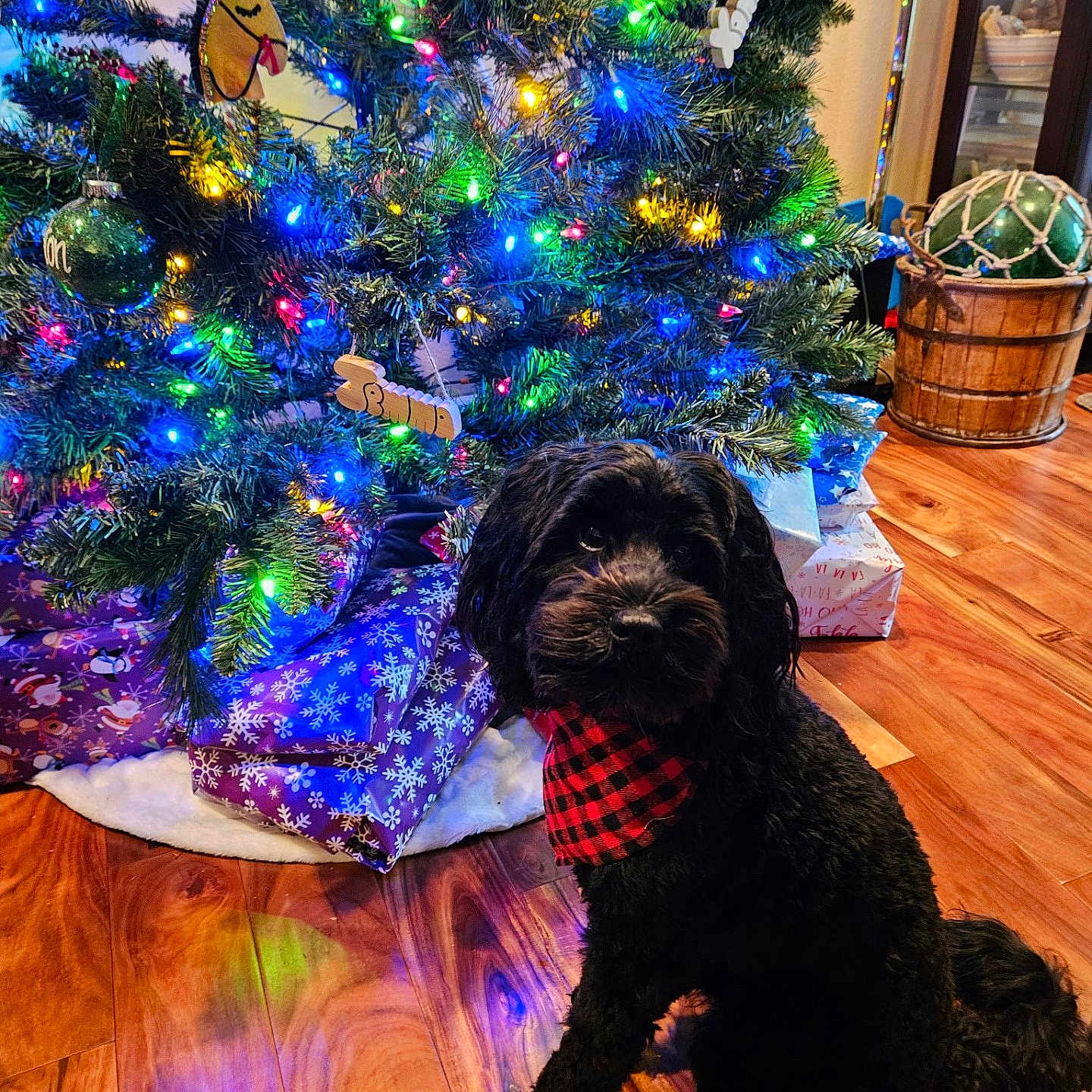 Murphy is registered to the contest to win money with this photo: accessories, animal, basket, canine, christmas, christmasdecorations, christmastree, cockerspaniel, conifer, dog, festival, hardwood, lighting, pet, plant, pottedplant, puppy, tree, vegetation, wood