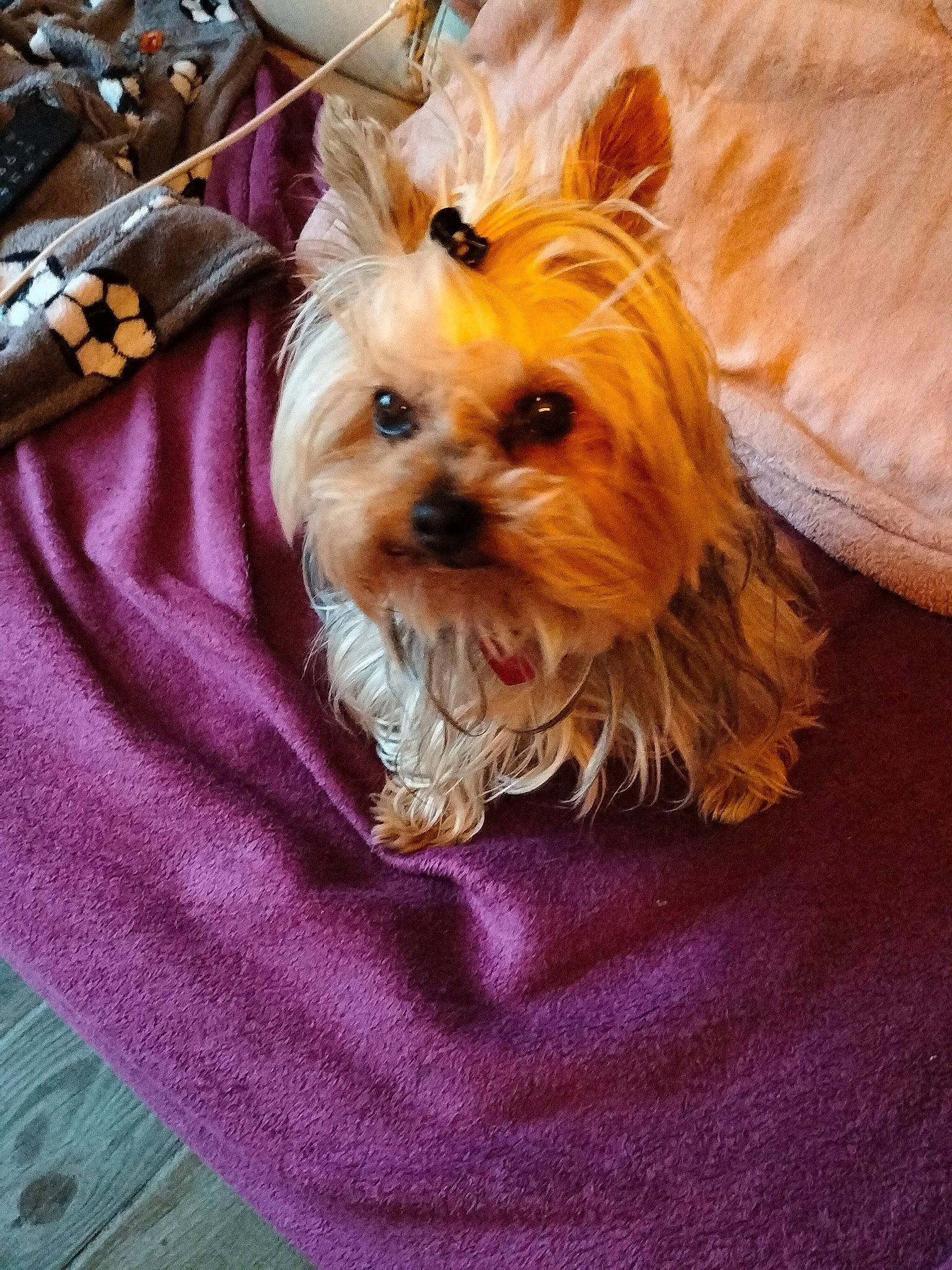 Lou