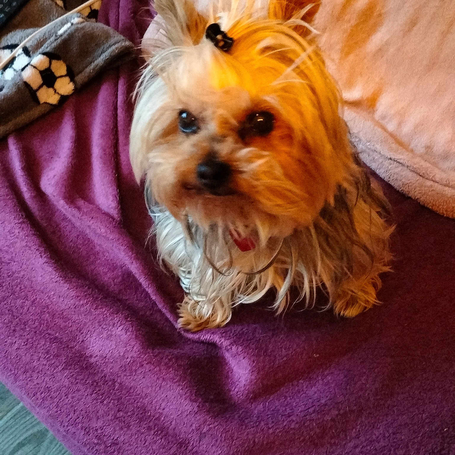 Lou