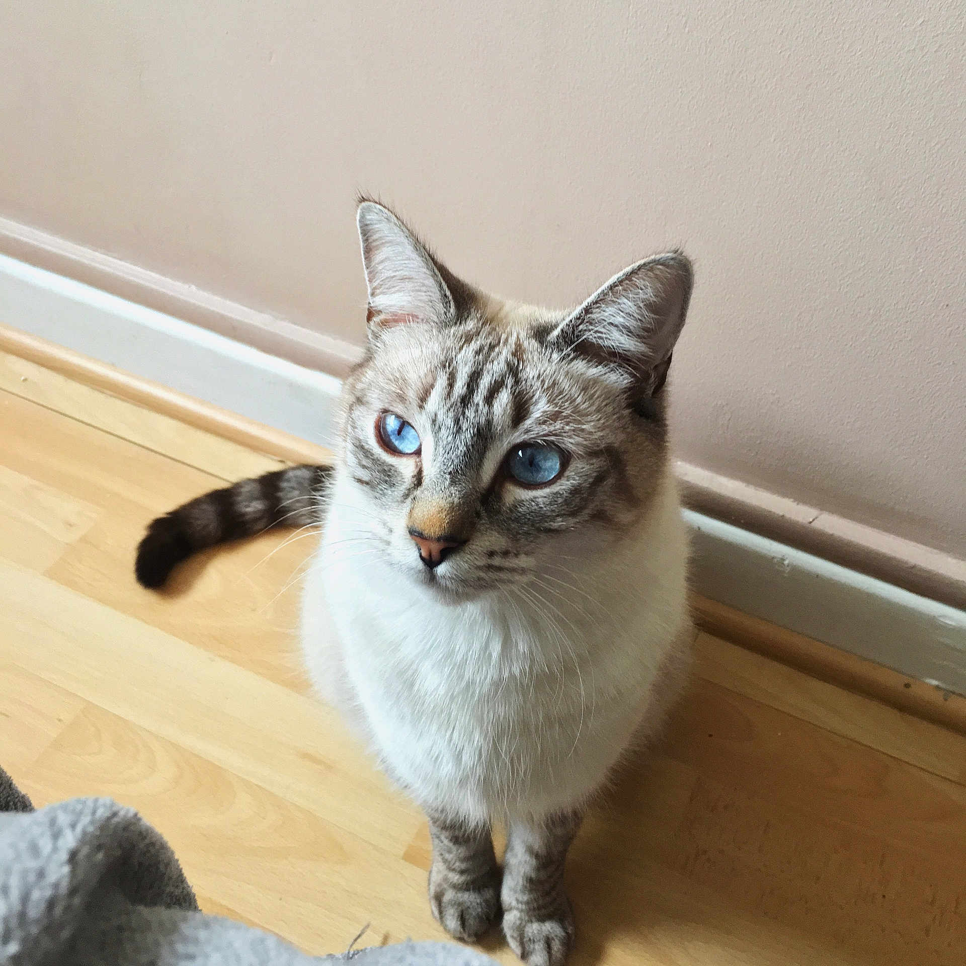 Naha a rejoint le concours — aidez-le/la à gagner de superbes lots ! abyssinian, animal, cat, hardwood, kitten, manx, person, pet, plywood, siamese, wood