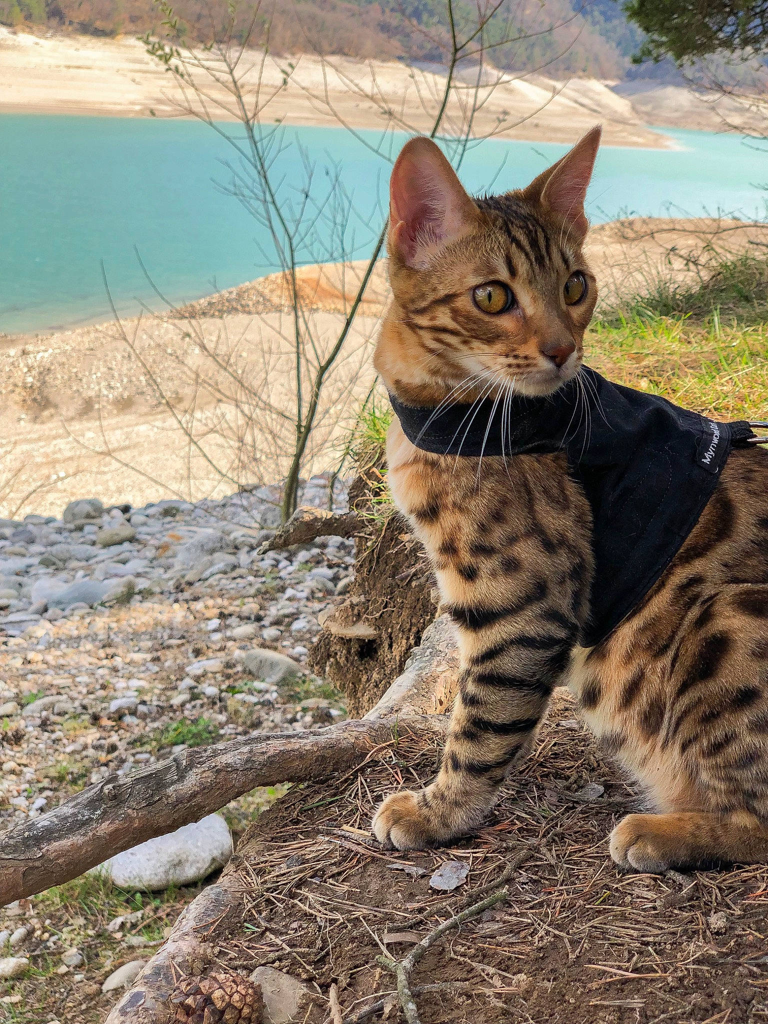 Meera participe au concours pour gagner de l'argent avec cette photo : arabian_mau, asian, bengal, carnivore, cat, dragon_li, felidae, grass, mammal, ocelot, ocicat, organism, savannah, small_to_medium_sized_cats, terrestrial_animal, toyger, vertebrate, whiskers, wild_cat, wildlife