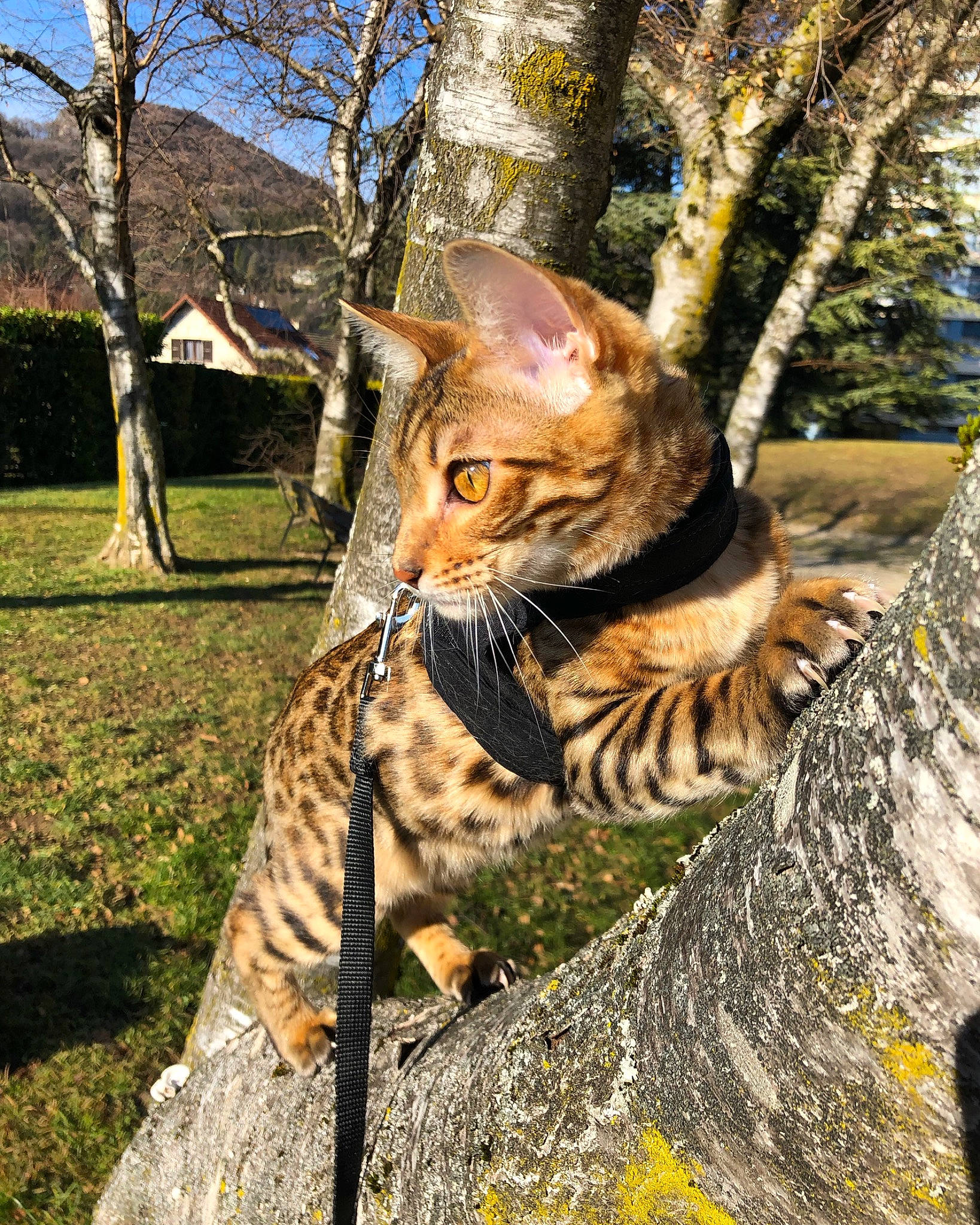 Meera participe au concours pour gagner de l'argent avec cette photo : asian, bengal, carnivore, cat, dragon_li, egyptian_mau, european_shorthair, felidae, grass, mammal, ocicat, savannah, small_to_medium_sized_cats, sokoke, tabby_cat, toyger, tree, vertebrate, whiskers, wildlife