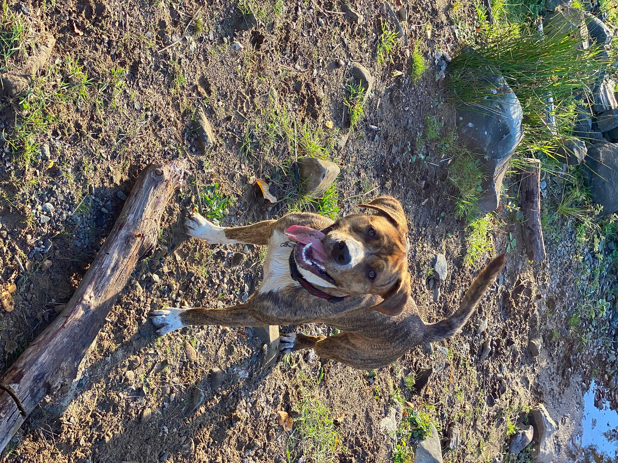 Axle is registered to the contest to win money with this photo: canidae, carnivore, dog, dog_breed, fawn, grass, landscape, plant, recreation, rock, shadow, soil, sporting_group, tail, terrestrial_animal, tree, trunk, wildlife, wood, working_animal