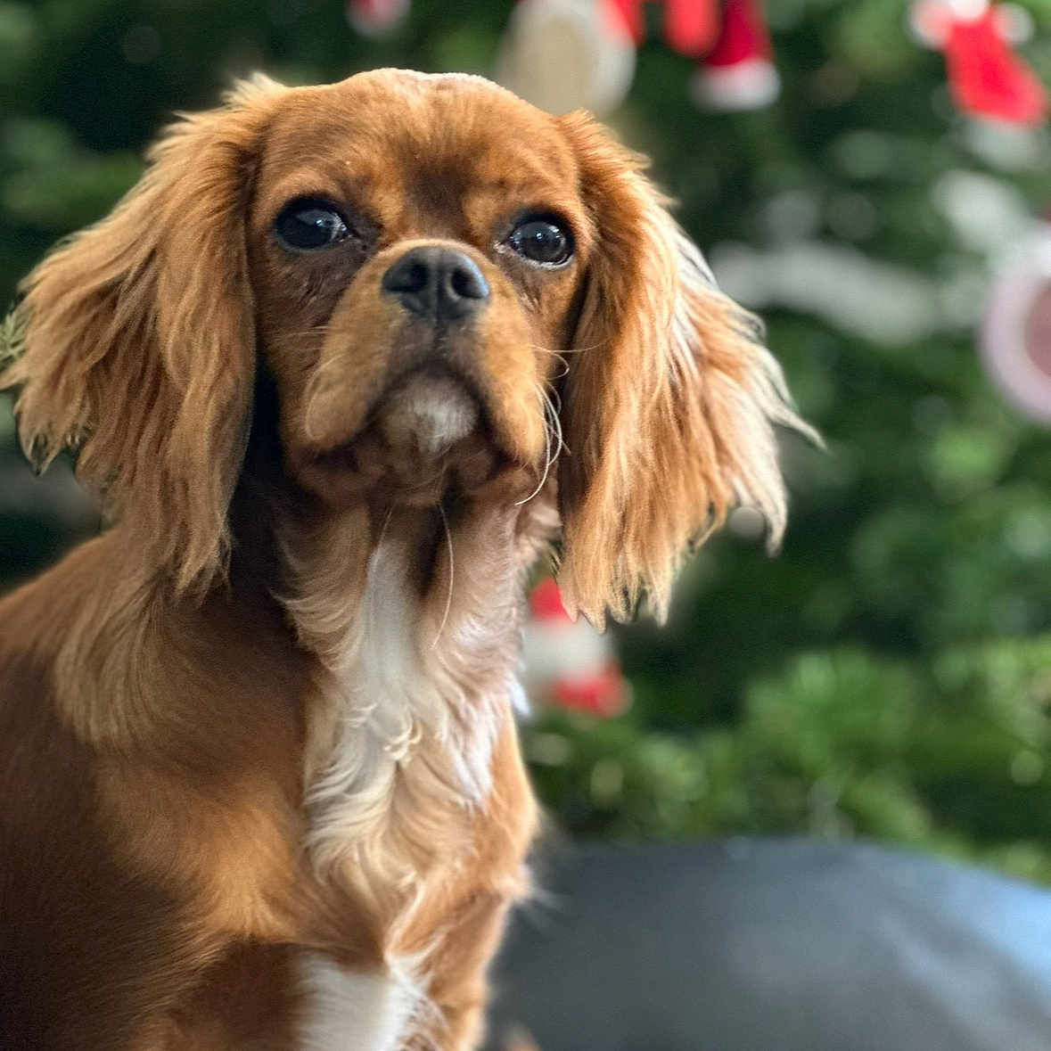 Ruby participe au concours pour gagner de l'argent avec cette photo : animal, canine, cockerspaniel, dog, goldenretriever, hound, papillon, pet, puppy, snout, terrier