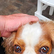 Daisy is registered to the contest to win money with this photo: dog, close_up, pet, hand, brown_eyes, white_fur, tan_fur, animal, cute, indoor, table, floor, companion, friendly, domestic, canine, face, whiskers, fur, paws