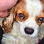 Daisy joined the competition — help win amazing prizes! dog, pet, close_up, brown_and_white, fur, hand, table, outdoor, cute, animal, paw, looking_up, affection, friendly, canine, companion, blurred_background, soft_light, domestic_animal, curly_fur