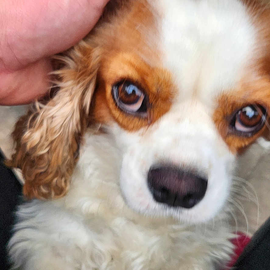 Daisy joined the competition — help win amazing prizes! affection, animal, blurred_background, brown_and_white, canine, close_up, companion, curly_fur, cute, dog, domestic_animal, friendly, fur, hand, looking_up, outdoor, paw, pet, soft_light, table