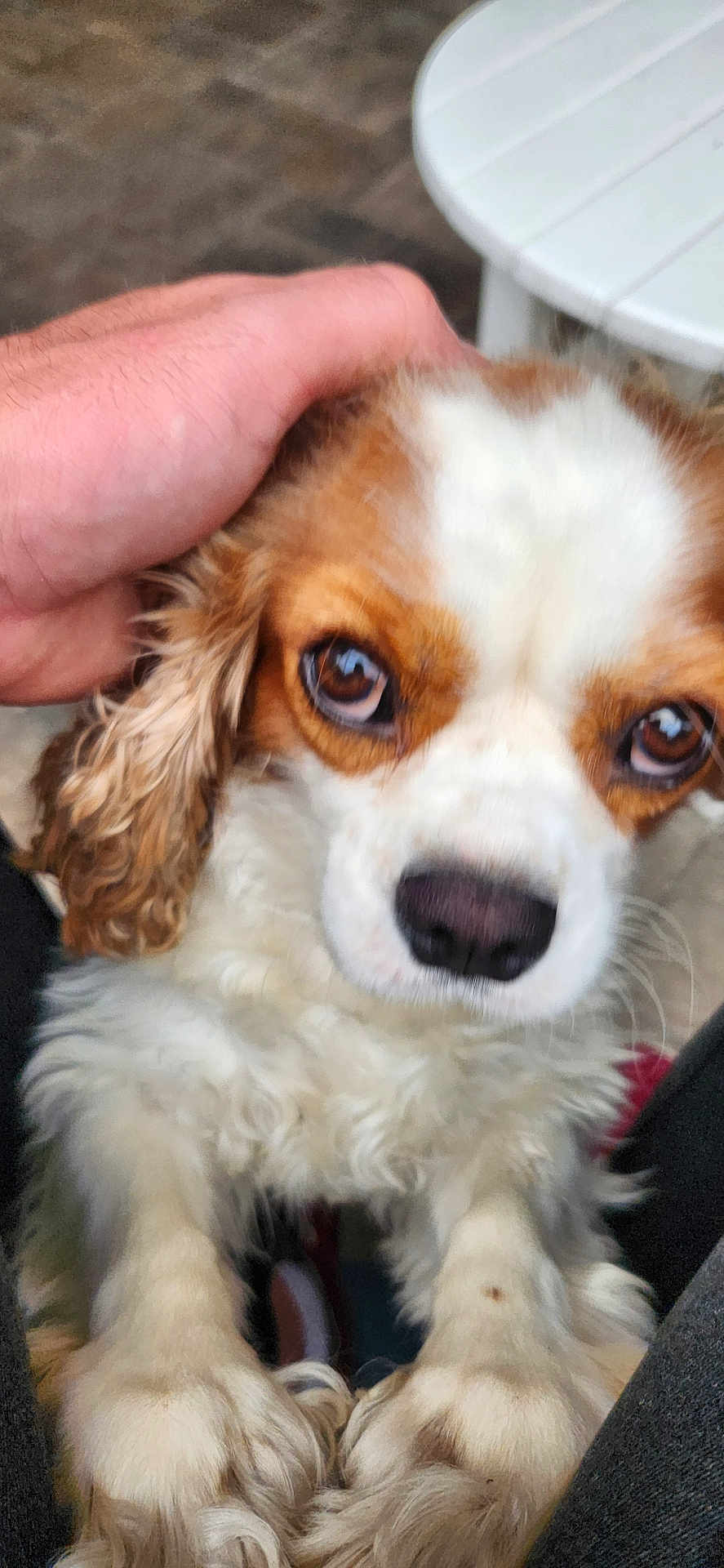 Daisy