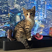 Salem is registered to the contest to win money with this photo: kitten, cat, tabby, speaker, miniature_boot, miniature_hat, cityscape, night, indoor, pet, animal, curious, cute, feline, decor, table, background, small_objects, urban, lights