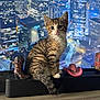 kitten, cat, tabby, speaker, miniature_boot, miniature_hat, cityscape, night, indoor, pet, animal, curious, cute, feline, decor, table, background, small_objects, urban, lights