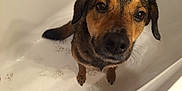 Boomer is registered to the contest to win money with this photo: dog, bathtub, wet_fur, paw_prints, brown, black, pet, animal, looking_up, indoor, close_up, muzzle, ears, snout, fur, canine, expression, cute, bath, water