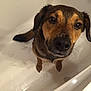 dog, bathtub, wet_fur, paw_prints, brown, black, pet, animal, looking_up, indoor, close_up, muzzle, ears, snout, fur, canine, expression, cute, bath, water