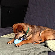 Boomer joined the competition — help win amazing prizes! dog, indoor, couch, blanket, toy, brown_dog, pet, canine, collar, relaxed, furniture, domestic_animal, animal, chewing, paw, snout, quiet, home, resting, companion