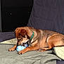 dog, indoor, couch, blanket, toy, brown_dog, pet, canine, collar, relaxed, furniture, domestic_animal, animal, chewing, paw, snout, quiet, home, resting, companion