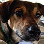 dog, canine, pet, close_up, car, vehicle_interior, harness, brown_fur, black_nose, ears, whiskers, seat, window, daylight, animal, mammal, companion, domestic_animal, portrait, looking