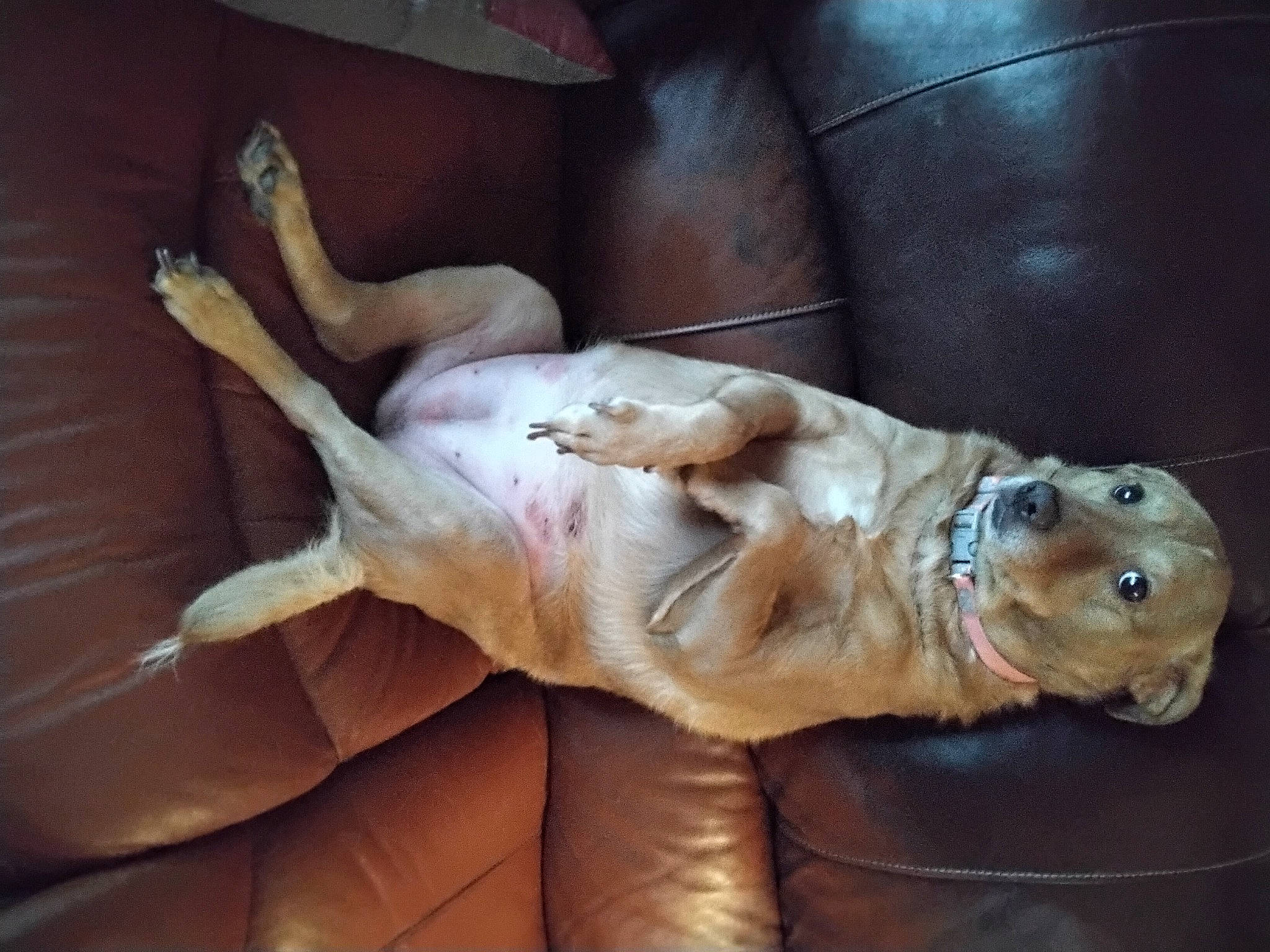 Star joined the competition — help win amazing prizes! art, canidae, carnivore, comfort, companion_dog, dog, dog_breed, fawn, felidae, fur, ingredient, jaw, sculpture, snout, sporting_group, terrestrial_animal, whiskers, wood, wrinkle, zingiber