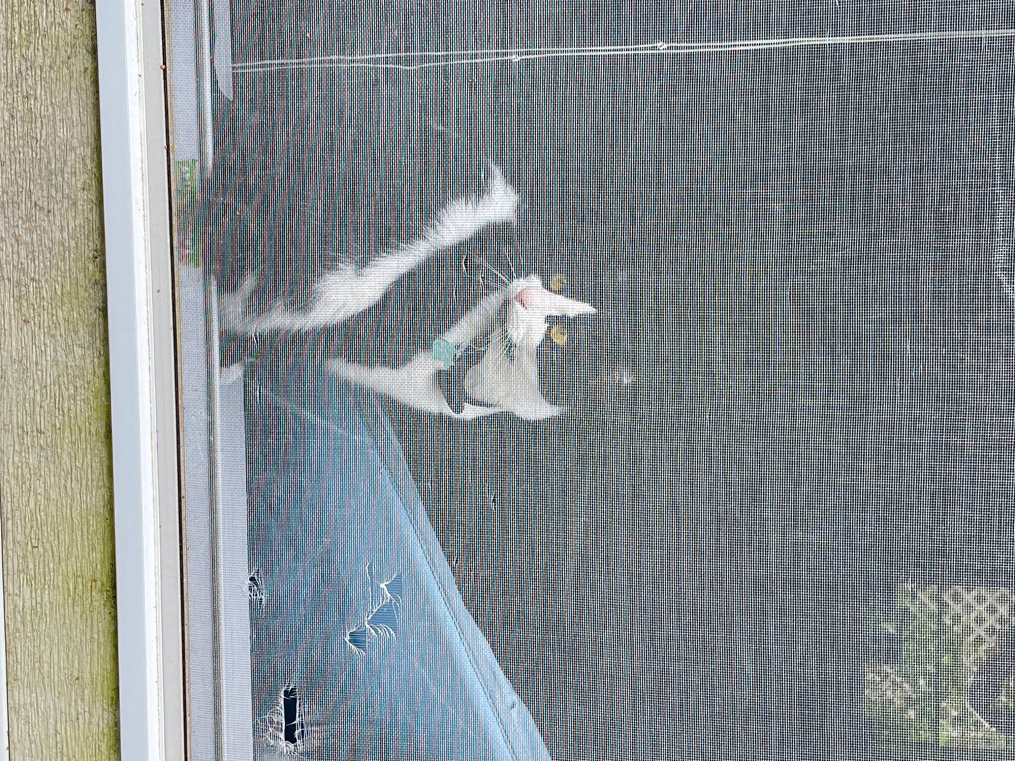 Lucy joined the competition — help win amazing prizes! art, automotive_exterior, chain_link_fencing, composite_material, concrete, facade, font, glass, grey, mesh, metal, net, pattern, rectangle, textile, vehicle_door, water, window, wire_fencing, wood