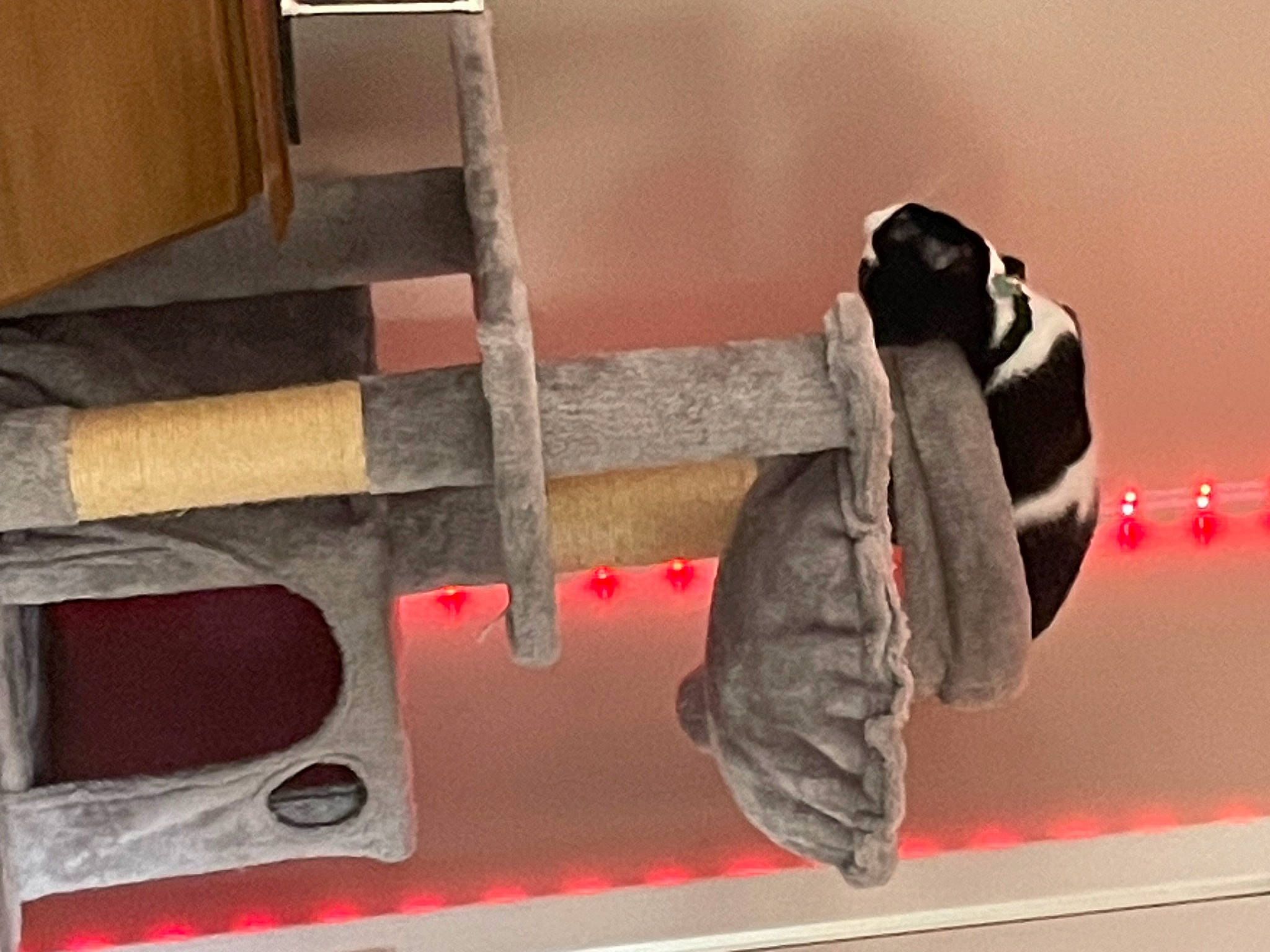 Lucy joined the competition — help win amazing prizes! art, auto_part, automotive_exterior, bumper, carmine, elbow, gas, hardwood, human_leg, metal, plywood, room, tool, wood