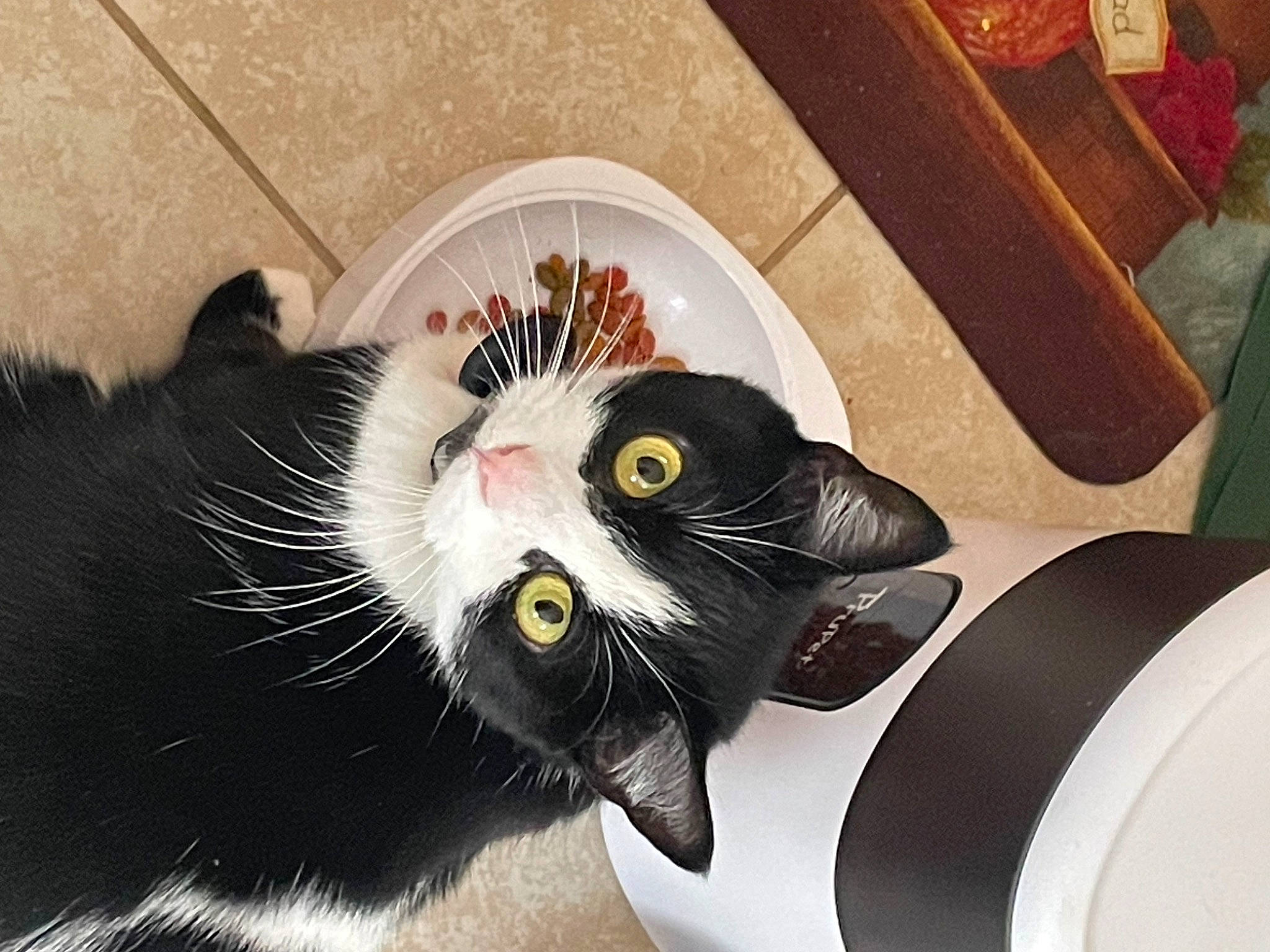 Lucy is registered to the contest to win money with this photo: black_cat, carnivore, cat, circle, domestic_short_haired_cat, felidae, flowerpot, fur, hardwood, plant, small_to_medium_sized_cats, snout, tail, whiskers, wood, wood_stain