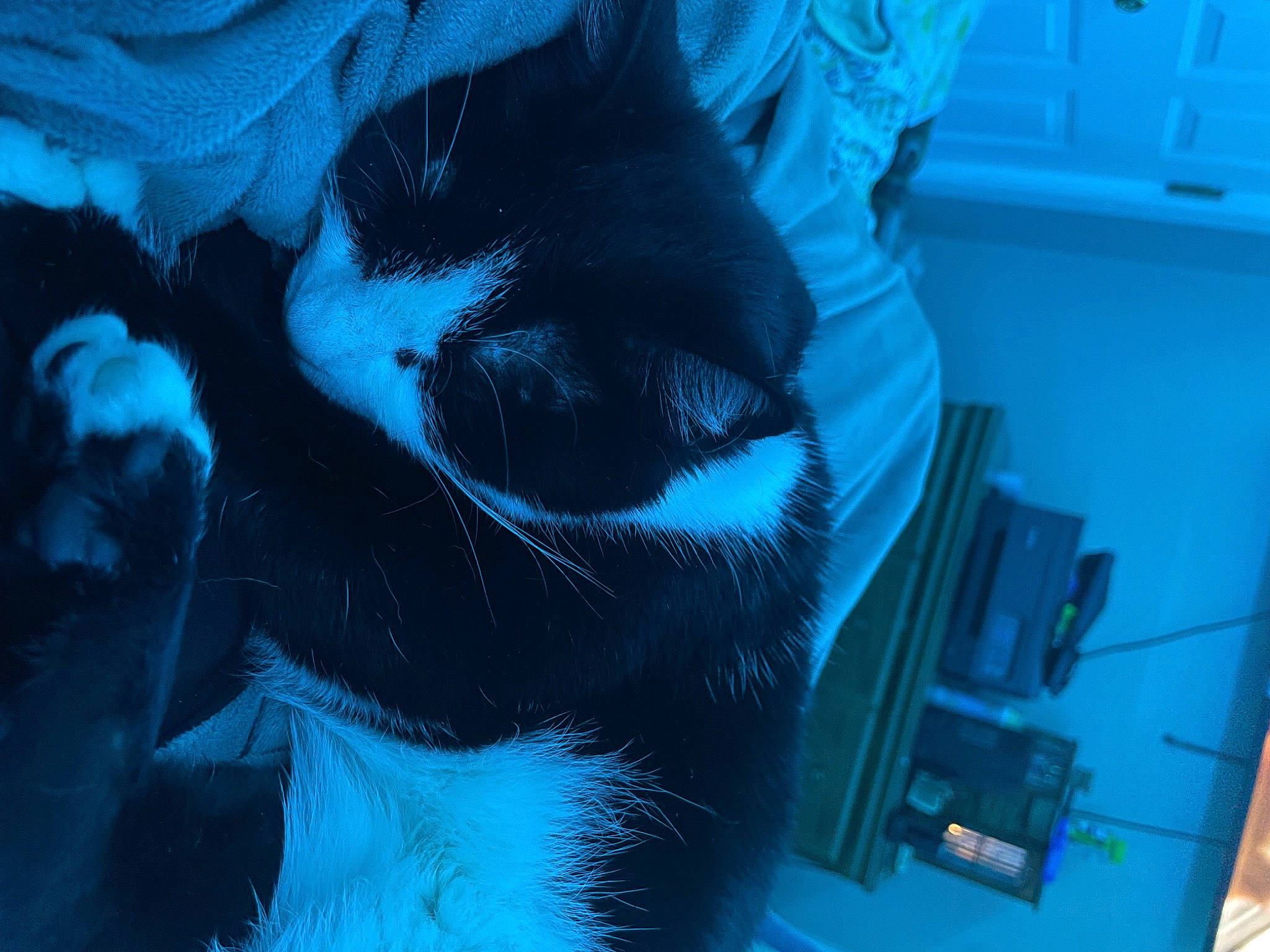 Lucy joined the competition — help win amazing prizes! aqua, azure, black_cat, blue, canidae, carnivore, cat, comfort, domestic_short_haired_cat, electric_blue, felidae, fur, linens, organism, pattern, room, small_to_medium_sized_cats, tail, tints_and_shades, whiskers