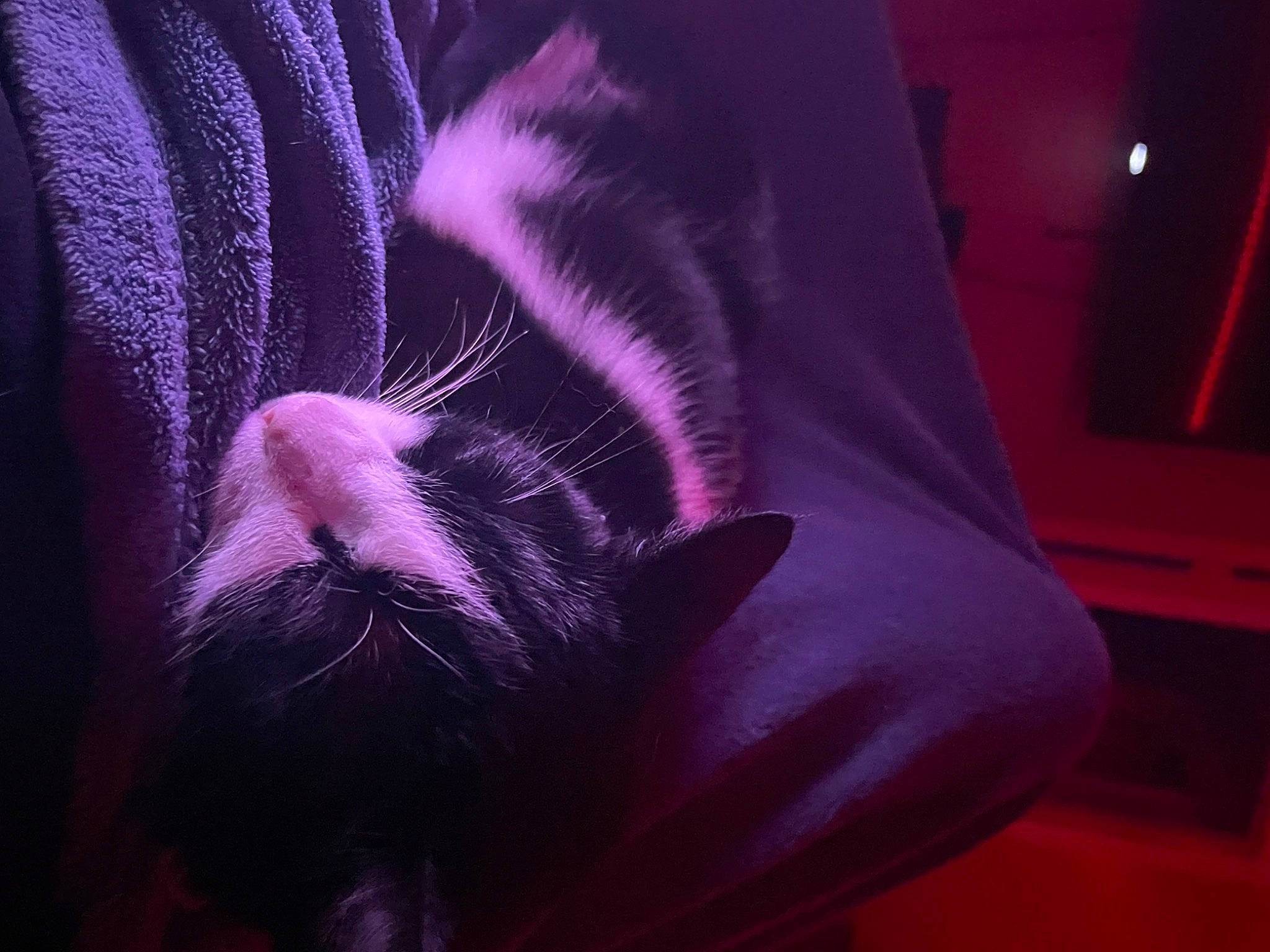 Lucy joined the competition — help win amazing prizes! carnivore, cat, comfort, companion_dog, darkness, dog_breed, electric_blue, felidae, fur, human_leg, linens, magenta, pink, purple, small_to_medium_sized_cats, snout, tail, tints_and_shades, violet, whiskers