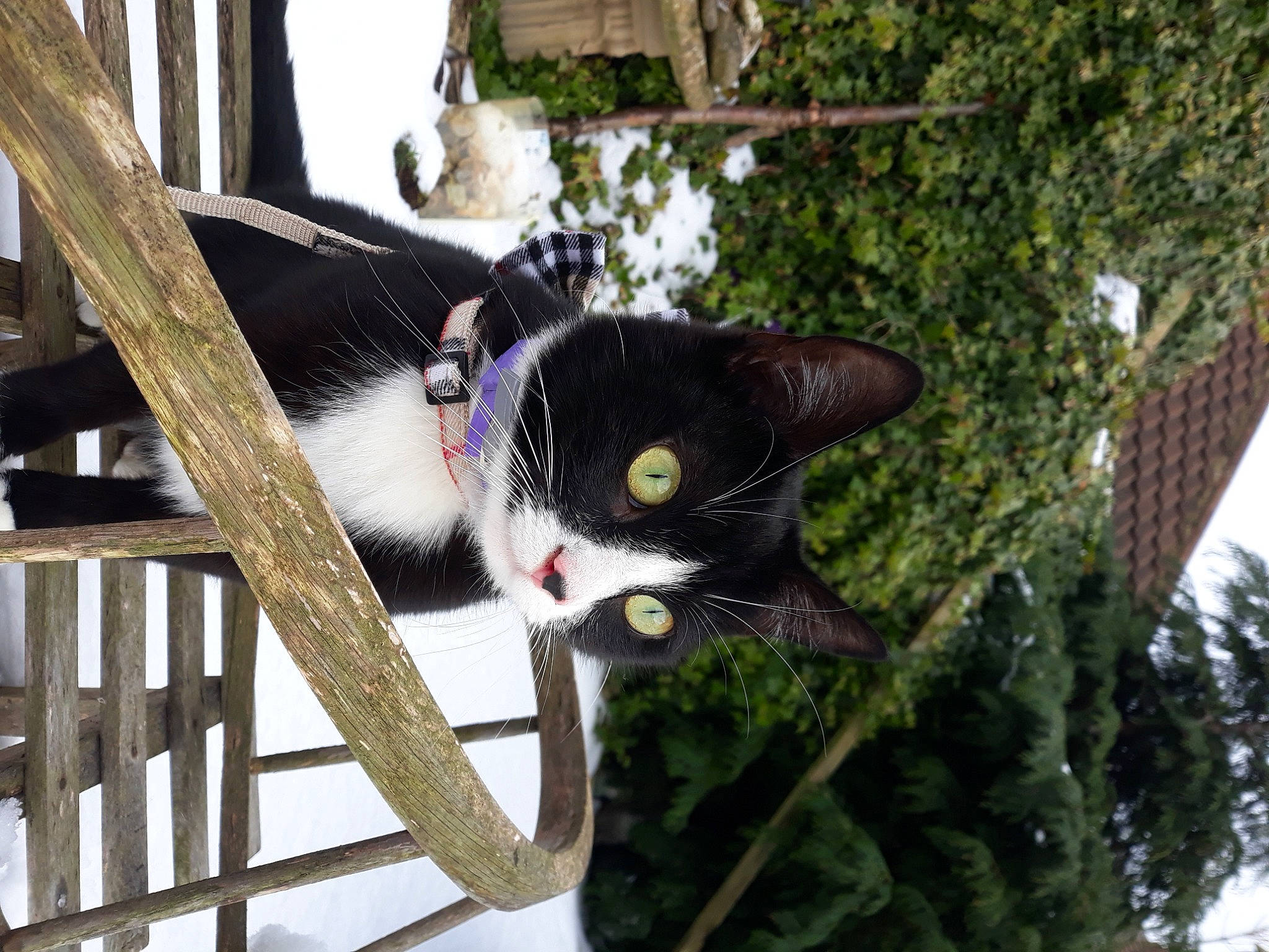 Heart is registered to the contest to win money with this photo: black_cat, branch, canidae, carnivore, cat, domestic_short_haired_cat, felidae, fur, grass, plant, plant_stem, porch, small_to_medium_sized_cats, snout, tail, tree, trunk, twig, whiskers, wood