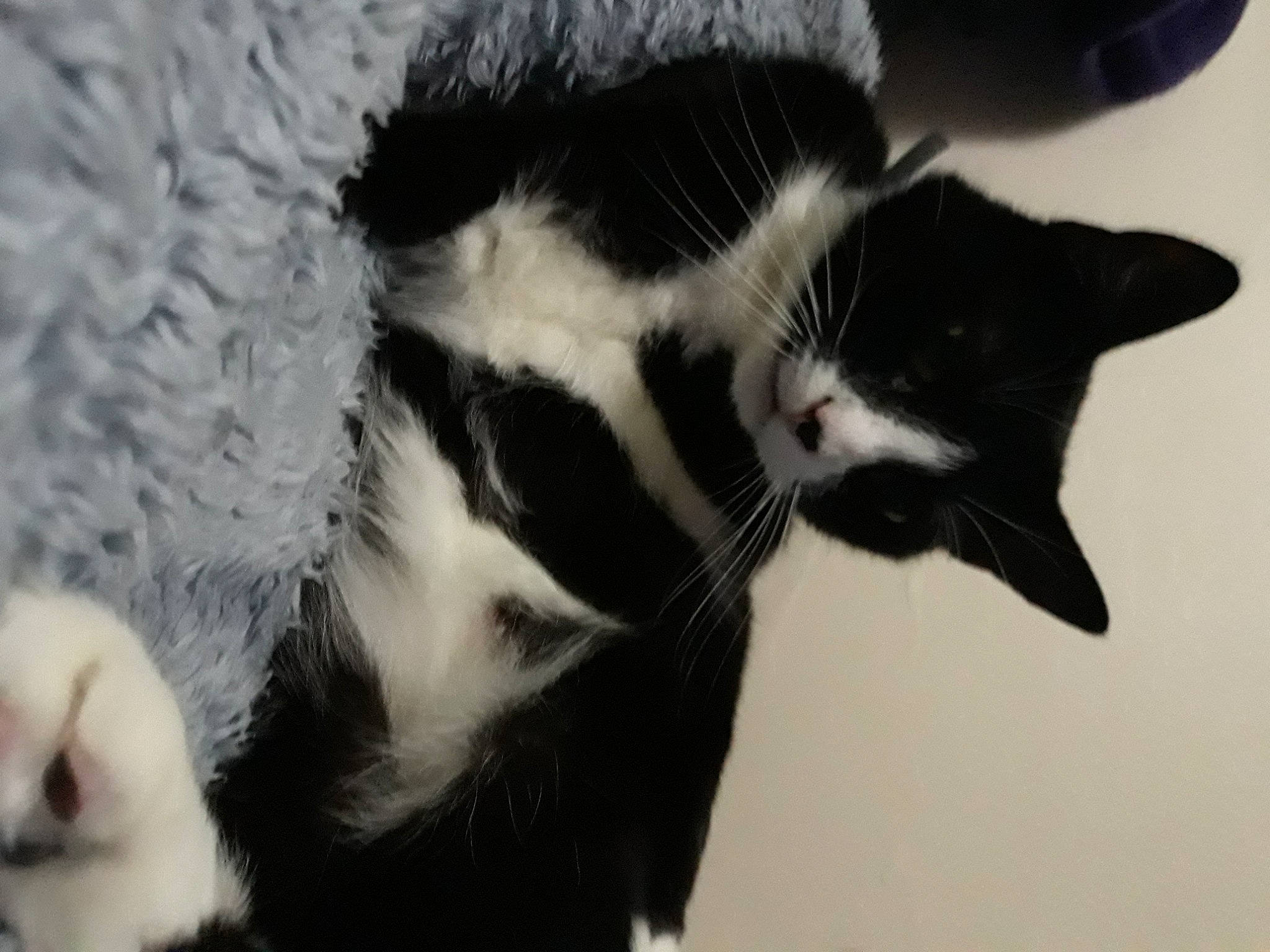 Heart joined the competition — help win amazing prizes! black_cat, carnivore, cat, claw, domestic_short_haired_cat, felidae, fur, monochrome, monochrome_photography, paw, small_to_medium_sized_cats, snout, tail, terrestrial_animal, whiskers