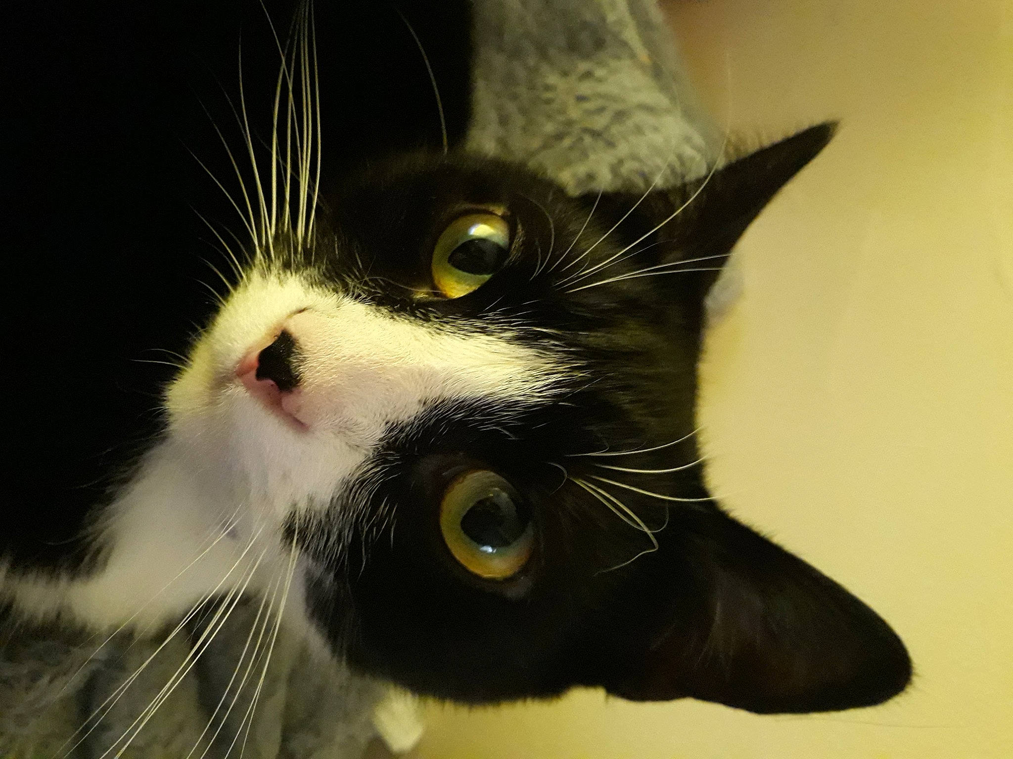 Heart joined the competition — help win amazing prizes! black_cat, carnivore, cat, domestic_short_haired_cat, ear, eye, felidae, fur, head, nose, paw, plant, small_to_medium_sized_cats, snout, whiskers