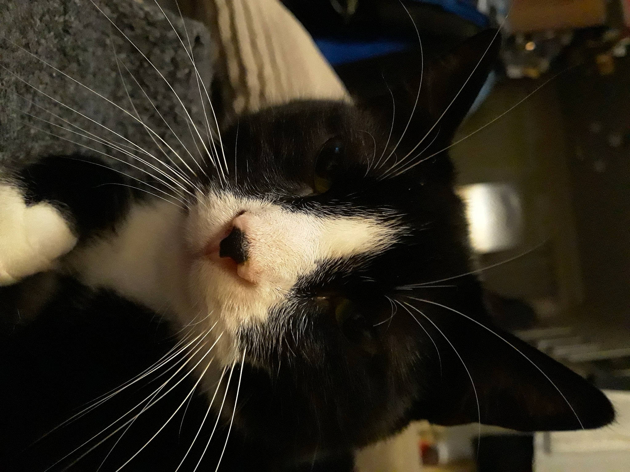 Heart is registered to the contest to win money with this photo: carnivore, cat, close_up, domestic_short_haired_cat, eye, felidae, fur, paw, small_to_medium_sized_cats, snout, whiskers