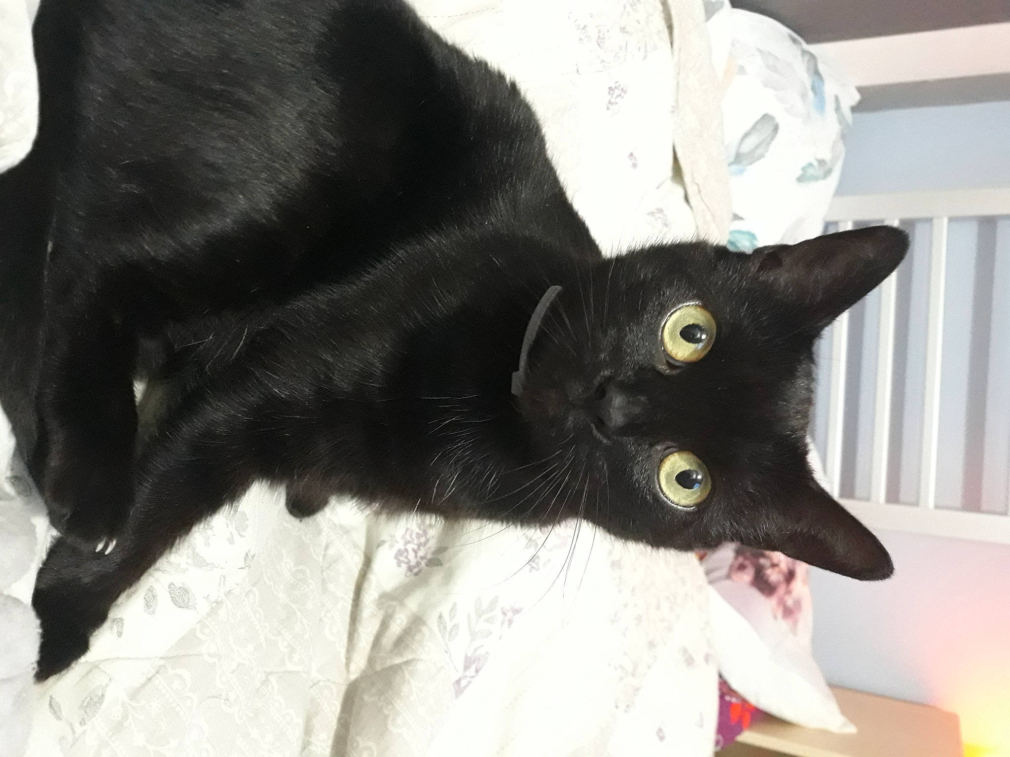 Puma is registered to the contest to win money with this photo: black_cat, bombay, carnivore, cat, claw, comfort, domestic_short_haired_cat, ear, felidae, fur, havana_brown, plant, small_to_medium_sized_cats, snout, tail, terrestrial_animal, whiskers