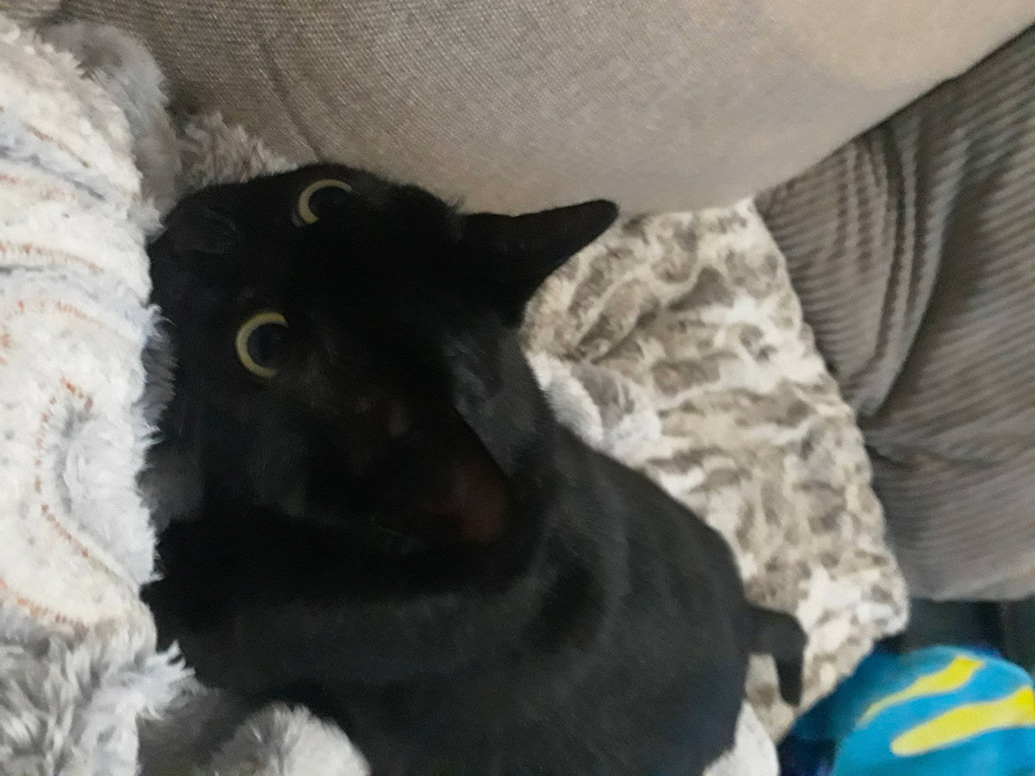 Puma is registered to the contest to win money with this photo: ball, bed, black_cat, carnivore, cat, claw, comfort, dog_breed, domestic_short_haired_cat, ear, felidae, fur, gesture, grey, paw, small_to_medium_sized_cats, tail, whiskers