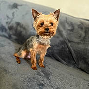 Siya a rejoint le concours — aidez-le/la à gagner de superbes lots ! dog, yorkshire_terrier, pet, small_dog, cute, alert, fur, ears, eyes, sitting, blanket, gray, indoor, closeup, animal, companion, portrait, furry, young, domestic