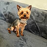 dog, yorkshire_terrier, pet, small_dog, cute, alert, fur, ears, eyes, sitting, blanket, gray, indoor, closeup, animal, companion, portrait, furry, young, domestic