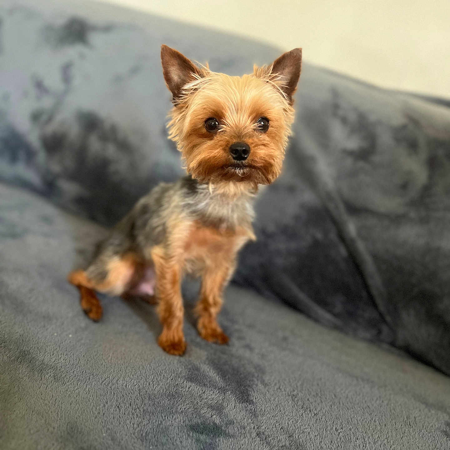 Siya a rejoint le concours — aidez-le/la à gagner de superbes lots ! dog, yorkshire_terrier, pet, small_dog, cute, alert, fur, ears, eyes, sitting, blanket, gray, indoor, closeup, animal, companion, portrait, furry, young, domestic
