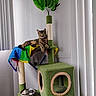 animal, blanket, cat, cat_tree, curtains, feline, food_bowl, green, home, indoor, leaves, looking_at_camera, lounging, pet, play_area, portrait, scratching_post, sitting, tabby, window
