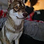 dog, husky, pet, animal, fur, indoor, portrait, sitting, focus, eyes, ears, snout, canine, domestic, mammal, closeup, blurred_background, brown, white, cozy