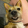 Lulu is registered to the contest to win money with this photo: dog, pet, close_up, smiling, teeth, fur, ears, collar, indoor, person, lap, skin, happy, cute, animal, face, portrait, canine, furry, relaxed