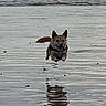 dog, beach, water, reflection, leaping, shallow_water, sky, rocks, outdoor, animal, playful, sunset, nature, canine, motion, jumping, calm, landscape, happy, daytime