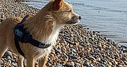 Lulu joined the competition — help win amazing prizes! dog, security_harness, beach, rocky_shore, sea, water, sky, outdoor, pet, canine, alert, standing, nature, coast, waves, daylight, fur, animal, side_view, calm