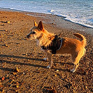 Lulu is registered to the contest to win money with this photo: dog, beach, ocean, waves, sand, pebbles, sunlight, harness, sky, clouds, shoreline, outdoor, animal, pet, nature, water, coast, sunset_light, standing, side_view