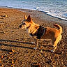 dog, beach, ocean, waves, sand, pebbles, sunlight, harness, sky, clouds, shoreline, outdoor, animal, pet, nature, water, coast, sunset_light, standing, side_view