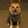 Lulu is registered to the contest to win money with this photo: dog, small_dog, sweater, knitted_sweater, indoor, carpet, pet, animal, cute, scruffy_fur, brown_dog, white_paws, sitting, looking_at_camera, attentive, cozy, warm_lighting, companion, domestic_animal, portrait