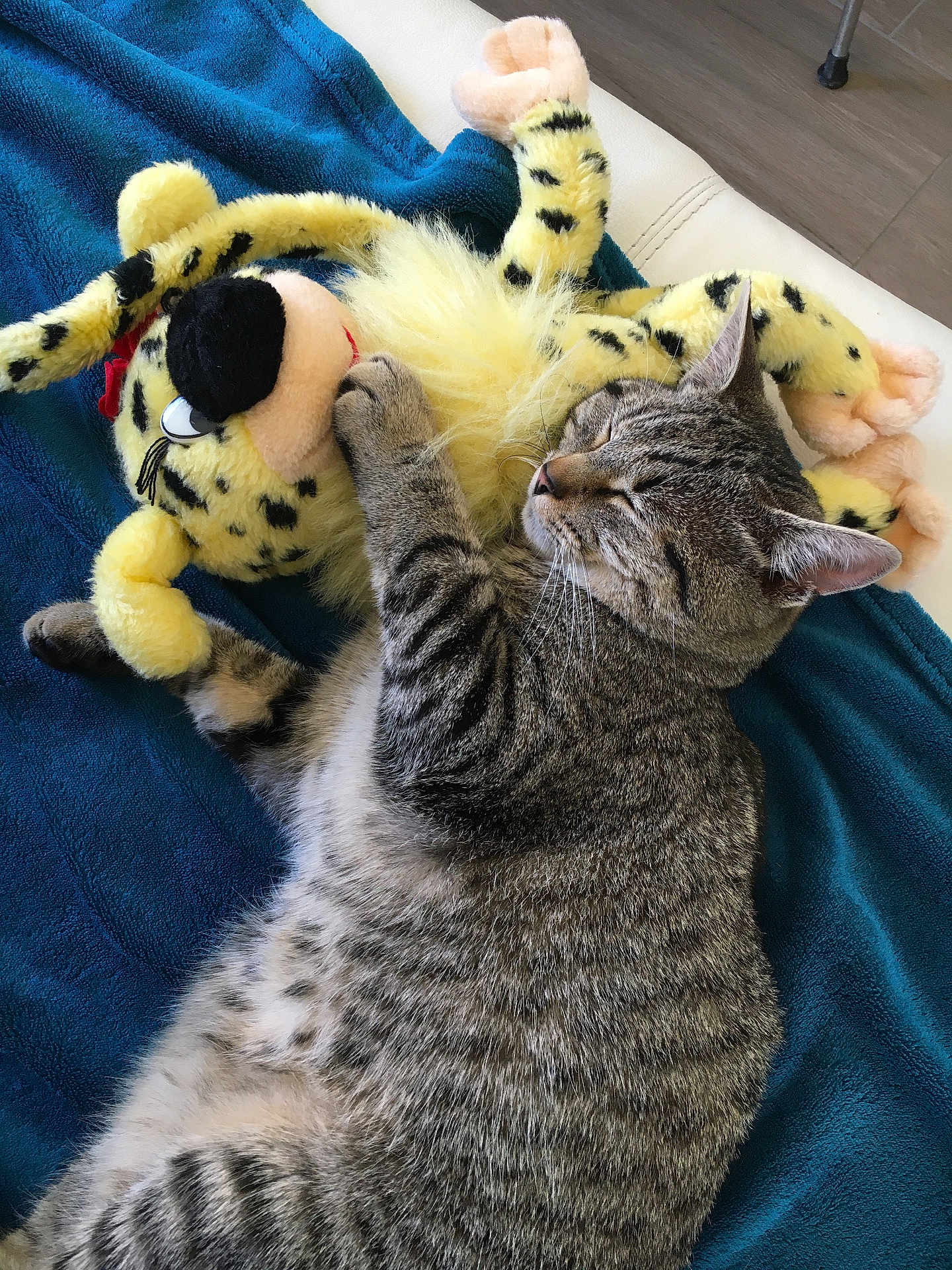Grizzly a rejoint le concours — aidez-le/la à gagner de superbes lots ! cat, tabby_cat, sleeping, stuffed_toy, plush, toy_tiger, blanket, blue_blanket, feline, pet, indoor, cozy, resting, fur, whiskers, paws, couch, soft_toy, animal, nap